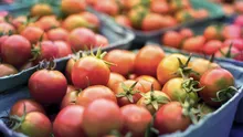 Programul Tomata 2025. Bani de la stat pentru fermierii care cultivă legume în sere și solarii