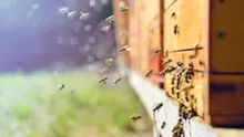 Acces blocat pentru stupii veniți în pastoral în Hunedoara. „Un abuz de la cap la coadă”. Cum explică autoritățile restricțiile pentru florile salcâm