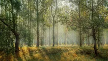 Proiectil neexplodat, găsit în timpul unei plimbări prin pădure. Iată ce s-a întâmplat