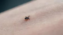 Începe sezonul căpușelor! Ce trebuie să faci dacă ești mușcat și cum previi infecțiile grave