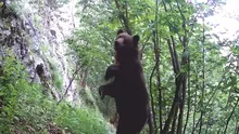 Scene de groază în Brașov. Un urs, filmat cum dă târcoale unor case. O mamă a fugit cu copilul în brațe de teamă