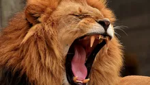 Două leoaice au murit într-un parc natural din Marea Britanie. Animalele fuseseră salvate de la Grădina Zoologică din Oradea, în urmă cu 15 ani