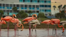 Fermieri furioși, după ce o colonie imensă de flamingo le-a distrus plantațiile. Aceștia cer soluții urgente