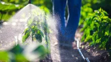 Cantitatea de pesticide din produsele de import, de trei ori mai mare față de cele din UE