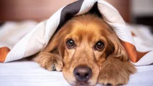 Cum să-ți protejezi animalul de companie când afară este caniculă. Sfaturi utile