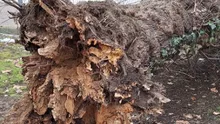 Incident grav în Iași. Două persoane rănite după ce creanga unui copac a căzut peste ele