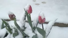Ninge abundent și este viscol puternic în aceste județe din țară. Șoferii, sfătuiţi să evite aceste zone, dacă nu au maşinile echipate