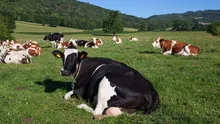 Al cincilea focar de febră aftoasă în Ungaria. 600 de bovine urmează să fie sacrificate