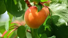 Fructul-minune care îți detoxifică ficatul și îți protejează inima ! Puțini știu cât de benefic este!