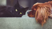 Animalele de companie, acceptate în instituțiile publice? Ce reguli trebuie să respecte proprietarii