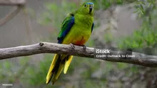 Succes pentru specialiștii în conservare. Specie de papagali pe cale de dispariție, din nou în sălbăticie