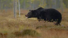 Urșii terorizează localnicii din stațiunile montane. O ursoaică s-a aruncat pe capota unei mașini, în Predeal