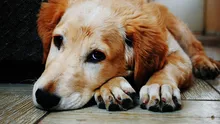 SOS România propune înființarea unui registru al persoanelor care au comis cruzimi asupra animalelor