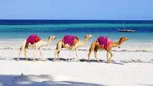 Vacanța de vis în 2025: Insula Djerba, bijuteria Tunisiei cu farmec exotic și prețuri mici