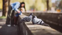 Porumbei de concurs și de reproducere, furați din Belgia. Ei au fost găsiți la Mehedinți