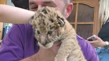 Tragedie la grădina zoologică din Suceava, primul ligru din România nu a supraviețuit. Cum au luptat salvatorii cu flăcările