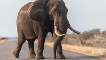 Elefant surprins de camere în timp ce intră într-un magazin, în Thailanda. Gestul neașteptat făcut de gigant
