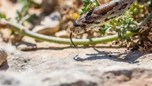 Alarmă la vamă în India. Un bărbat a încercat să introducă ilegal zeci de reptile veninoase și specii rare, ascunse în valiză