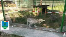 Acces interzis într-o menajerie ilegală din Suceava. Autoritățile au găsit un „ligru”, o specie rară la nivel mondial
