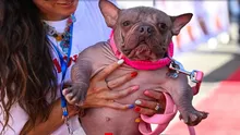 5.000 de dolari pentru cel mai urât câine din lume. Petunia, un buldog fără păr, a câștigat marele premiu