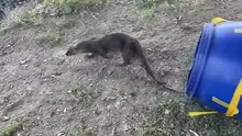 O vidră i-a adus pe jandarmii din Satu Mare la coafor (VIDEO, FOTO)