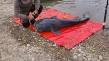 (VIDEO) Captură uriașă pe râul Mureș! Un pescar a prins un somn de 2,5 metri