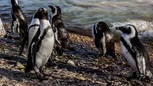 Peste 60.000 de pinguini au murit de foame în largul coastei Africii de Sud. Ce măsuri au luat autoritățile sud-africane