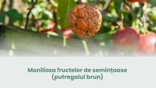 Monilioza fructelor de semințoase (putregaiul brun) – una dintre cele mai păgubitoare boli ale mărului și părului
