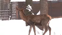 Un cerb carpatin a murit într-un mod tragic la Zoo Târgu Mureș. A înghițit o mănușă de piele de la un vizitator care îl hrănea