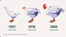 Giganții fast-food din România profită de suferința puilor, dar nu fac niciun progres în creșterea bunăstării animalelor (Raportul „The Pecking Order 2025”)