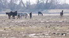 Caii sălbatici din Letea, în pericol din cauza gerului și foametei. Ce șanse au animalele să supraviețuiască iernii (FOTO, VIDEO)