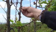 Al doilea an în care livezile sunt compromise. Fructele românești dispar de pe tarabe: „O să avem doar de gustare”