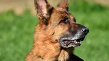 Buzău: Copil de 4 ani, mort după ce a fost sfâșiat de un câine. Cum s-a produs tragedia