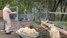 Dragoș Bucur a stârnit hohote de râs, după ce s-a apucat de tuns oi: „Nu ești bun ca hairstylist” (VIDEO)