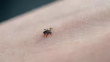 Căpușele au invadat parcurile și pădurile. Ce trebuie să faci imediat dacă descoperi una pe piele