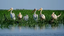Primarul din Tulcea se plânge că alertele de drone alungă turiștii din Delta Dunării / Ce s-a schimbat în bine