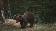 (VIDEO) Un localnic din Vâlcea a fost filmat în timp ce fugărea un urs cu lopata