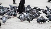 De ce se sperie păsările mai repede de femei? Descoperirea interesantă făcută de cercetători