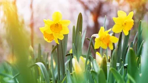Vremea, 3 mai: Se încălzește treptat în toată țara