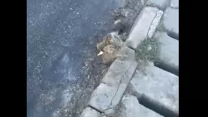 Caz șocant în Sibiu: Drumarii au pus asfalt peste un câine mort