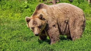 Un bărbat a fost atacat de urs în curtea unei case din Colibița. În ce stare se află victima