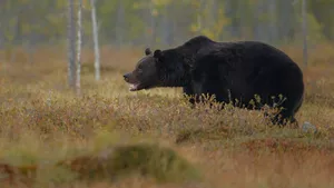 Autoritățile au emis un mesaj RO-Alert, după ce un urs a fost văzut în parcul central din stațiunea Bușteni
