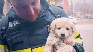 Cățeluș salvat de pompieri dintr-un incendiu de vegetație uscată: „Multe animale suportă consecințele acțiunilor iresponsabile ale oamenilor” / Cine l-a adoptat pe Norocel (FOTO)