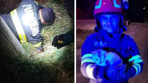 O pisică a rămas blocată într-o țeavă, pe un șantier. Ea a fost salvată de pompierii din Cluj