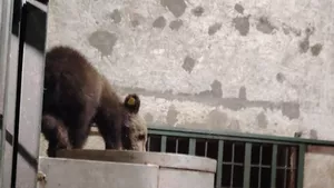 Primele imagini cu puiul ursoaicei ucise pe Transfăgărășan. „Este foarte slăbit după șapte zile fără mama, singur, e dezorientat, nu a putut să mănânce”