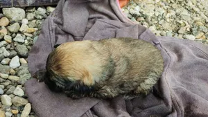 Pompierii din Deva au salvat doi cățeluși căzuți într-o conductă de canalizare. Unul dintre ei a avut nevoie de resuscitare pentru a fi readus la viață (VIDEO, FOTO)