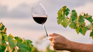 Vinul românesc, lovit de noile reguli ale Guvernului. O lege cu impact mic la buget și efecte uriașe pentru firme