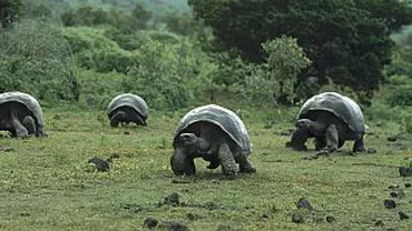 Tsunamiul format după cutremurul din Japonia a afectat și arhipeleagul Galapagos