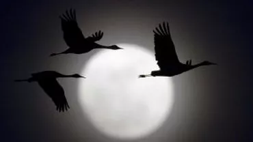 Luna, la cea mai mică distanţă de Pământ din ultimii ani: Imagini cu perigeul lunar