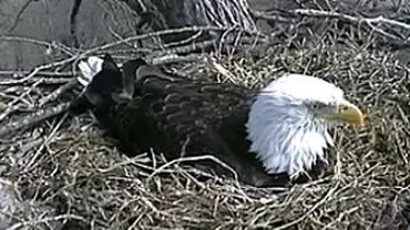 Urmărește LIVE un eveniment inedit: Cum vin pe lume trei pui de vultur!